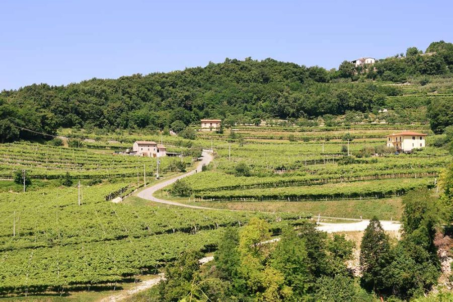 Weekend in Valpolicella and Soave: winery tours and tastings