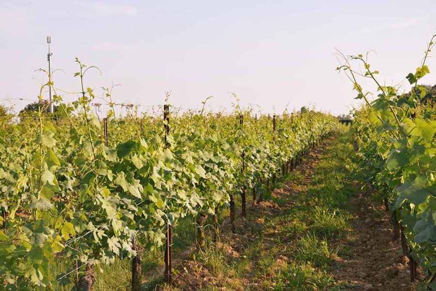 Self-drive wine tour in Franciacorta