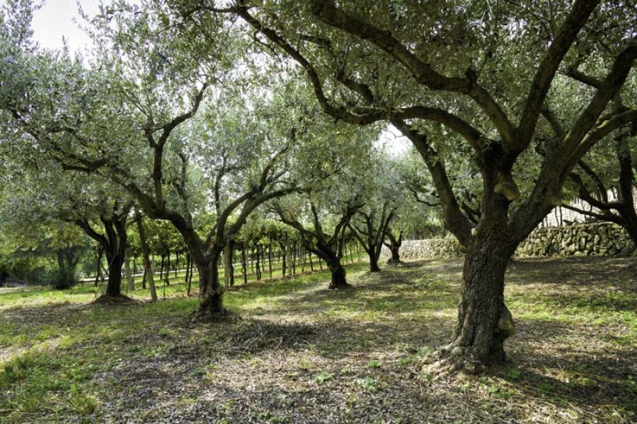 Weekend enogastronomico sul Lago di Garda
